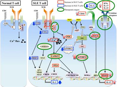 Aberrant T Cell Signaling and Subsets in Systemic Lupus Erythematosus